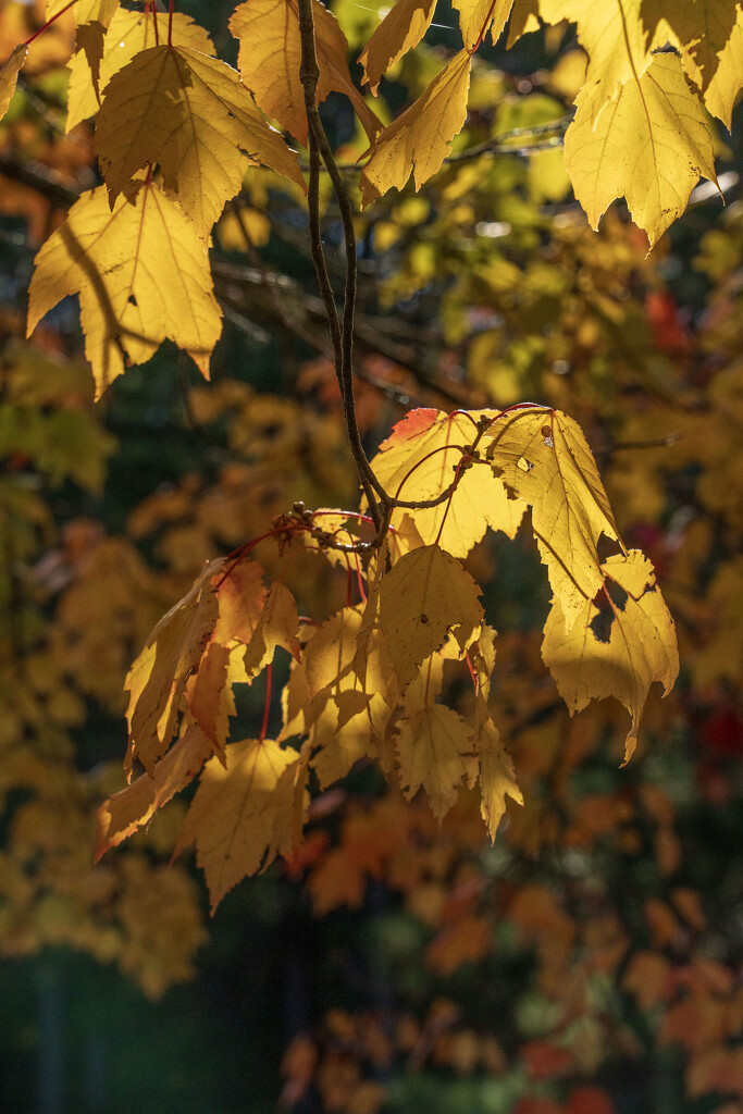 Autumn Gold by kvphoto