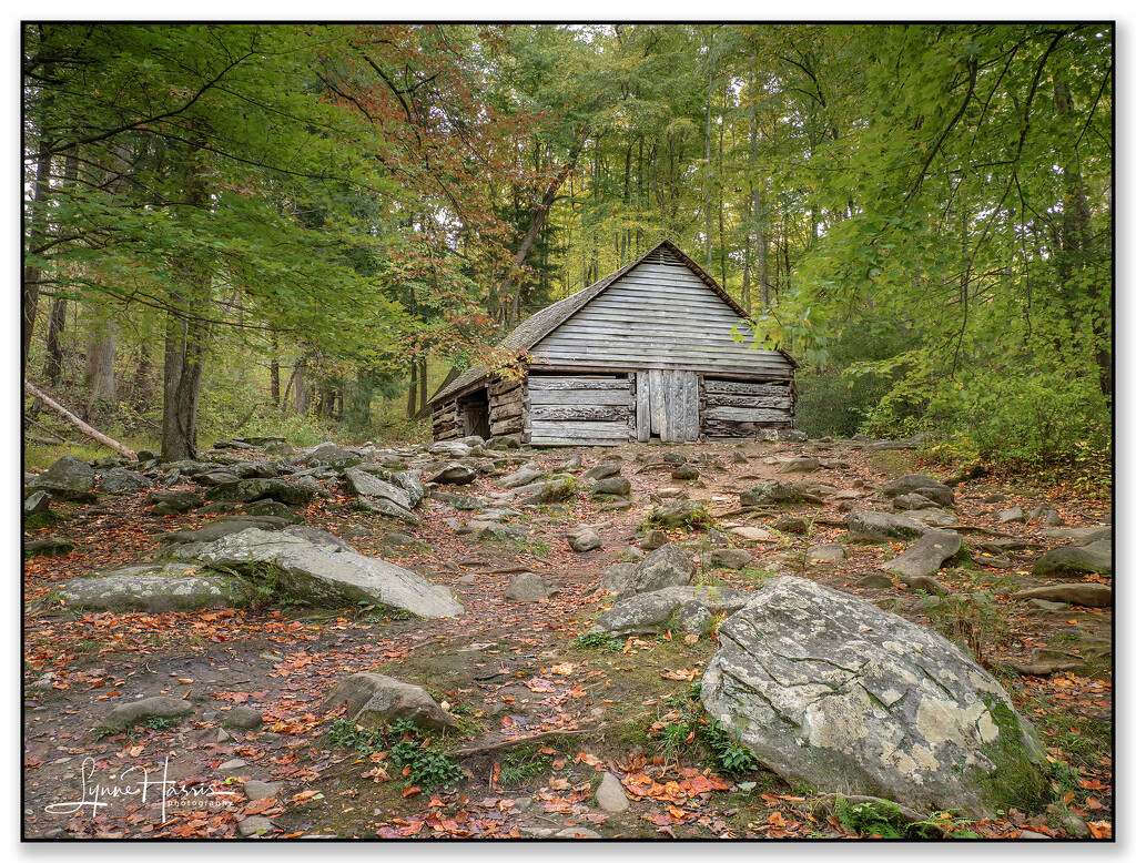 Cabin in Nature by lynne5477