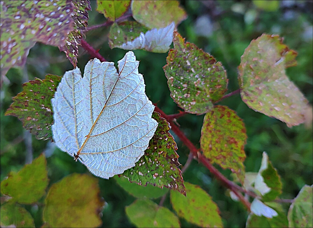 Silver Leaf by olivetreeann