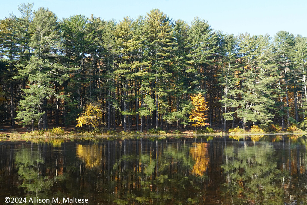 Pine Reflections by falcon11