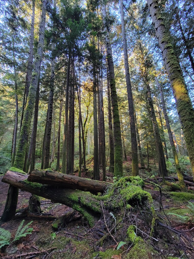 Forest Walk by kimmer50