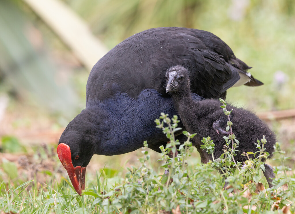 Mum pukeko and baby looking for food by creative_shots