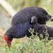 Mum pukeko and baby looking for food