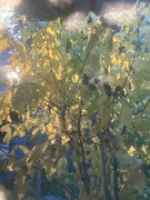 23rd Oct 2024 - Morning Light
