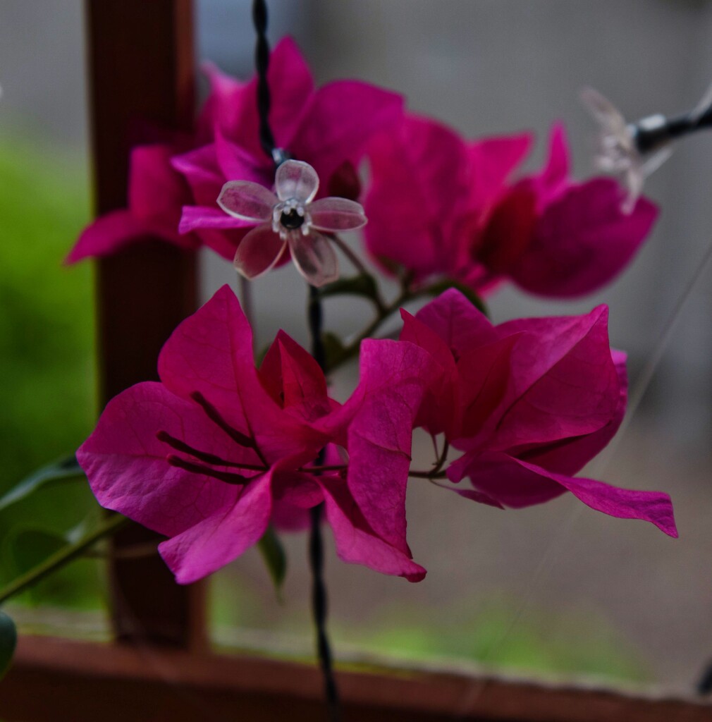 10 18 Bougainvillea with LED lights by sandlily