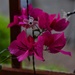 10 18 Bougainvillea with LED lights