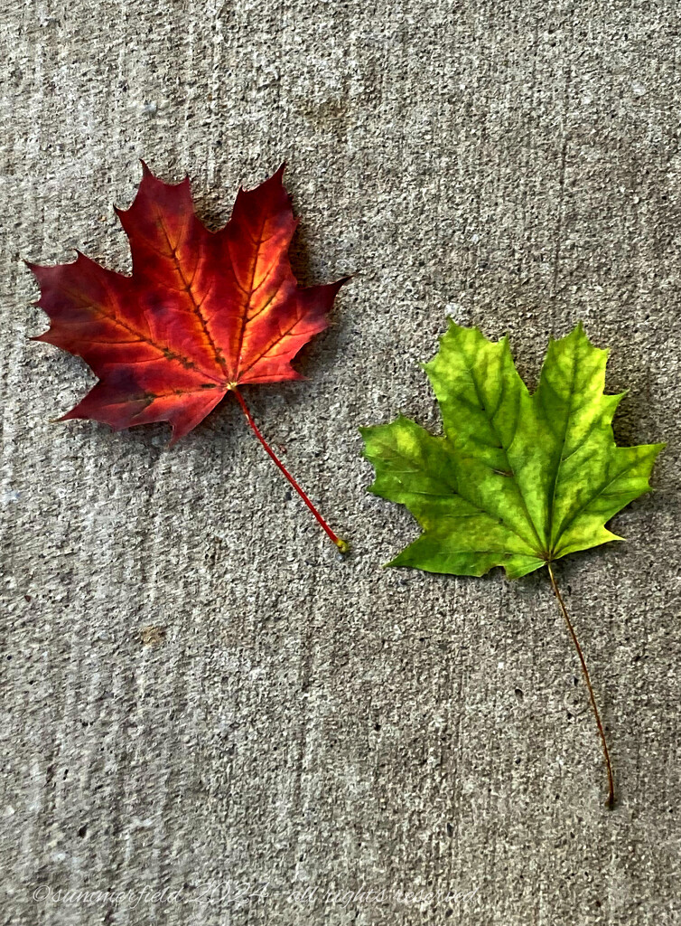 les feuilles mortes by summerfield