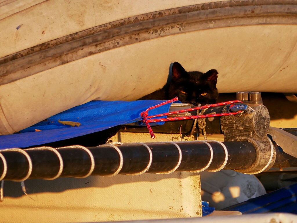 Dock Cat by ljmanning