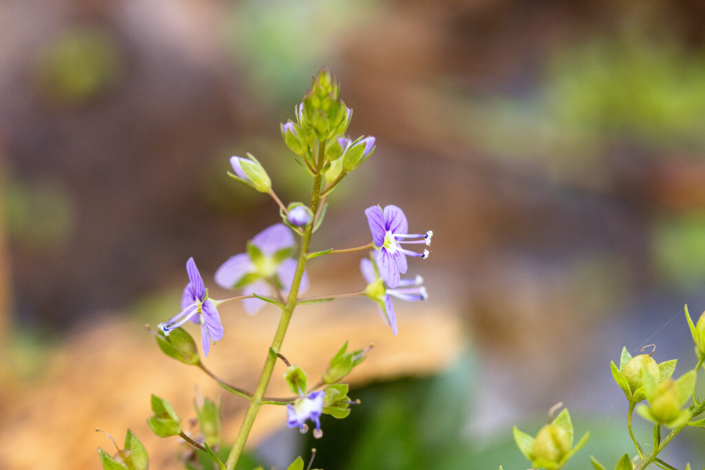 tiny flower by aecasey