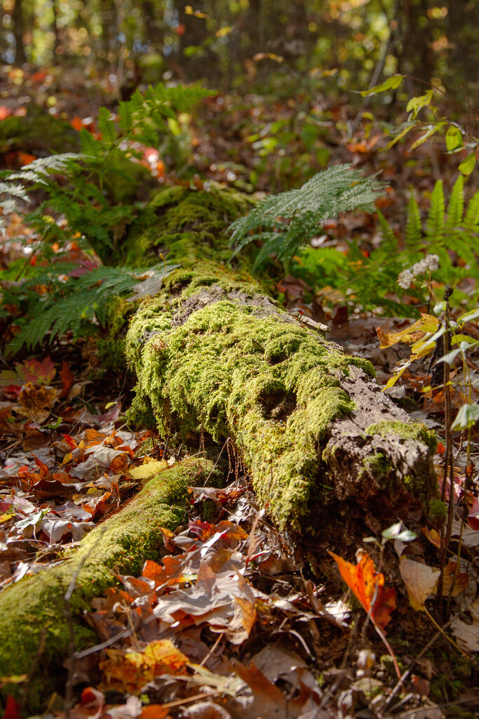 Growth on a dead tree  by frodob