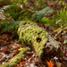 Growth on a dead tree 