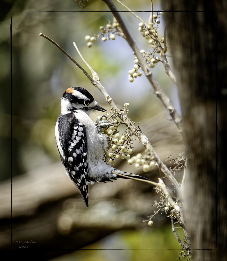 Downy Woodpecker by bluemoon