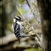 Downy Woodpecker