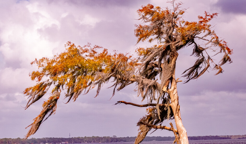 Tree in the Breeze! by rickster549