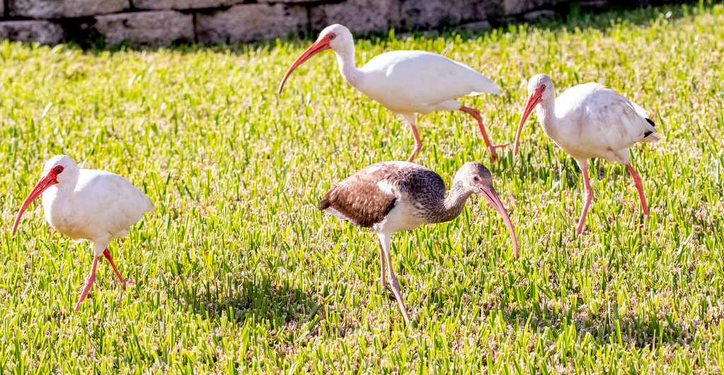 Ibis on the Prowl! by rickster549