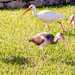 Ibis on the Prowl!