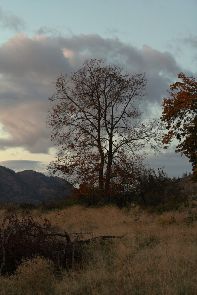 BACKYARD TREE by jerzyfotos