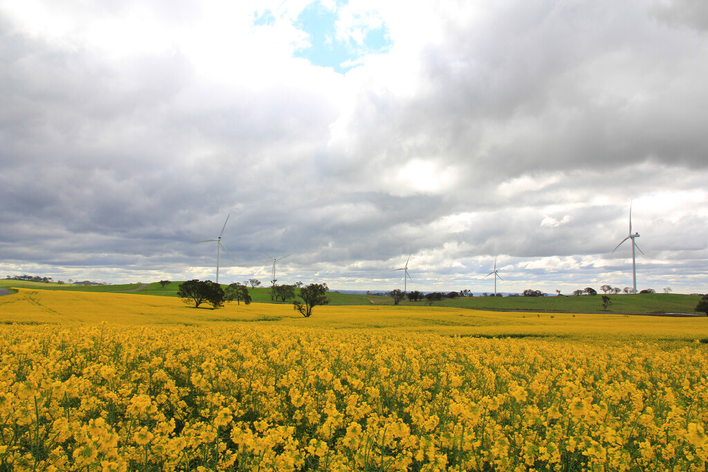 Canola Field by leggzy