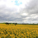 Canola Field