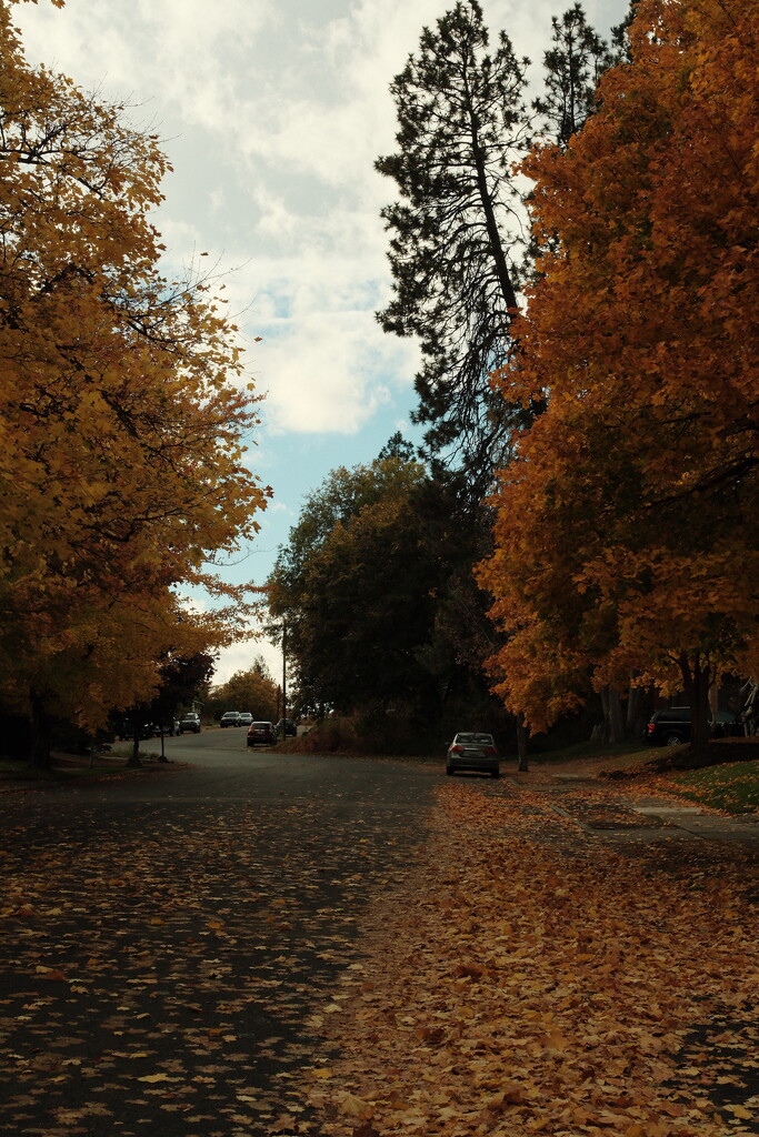 Crunchy leaf season  by josharp186