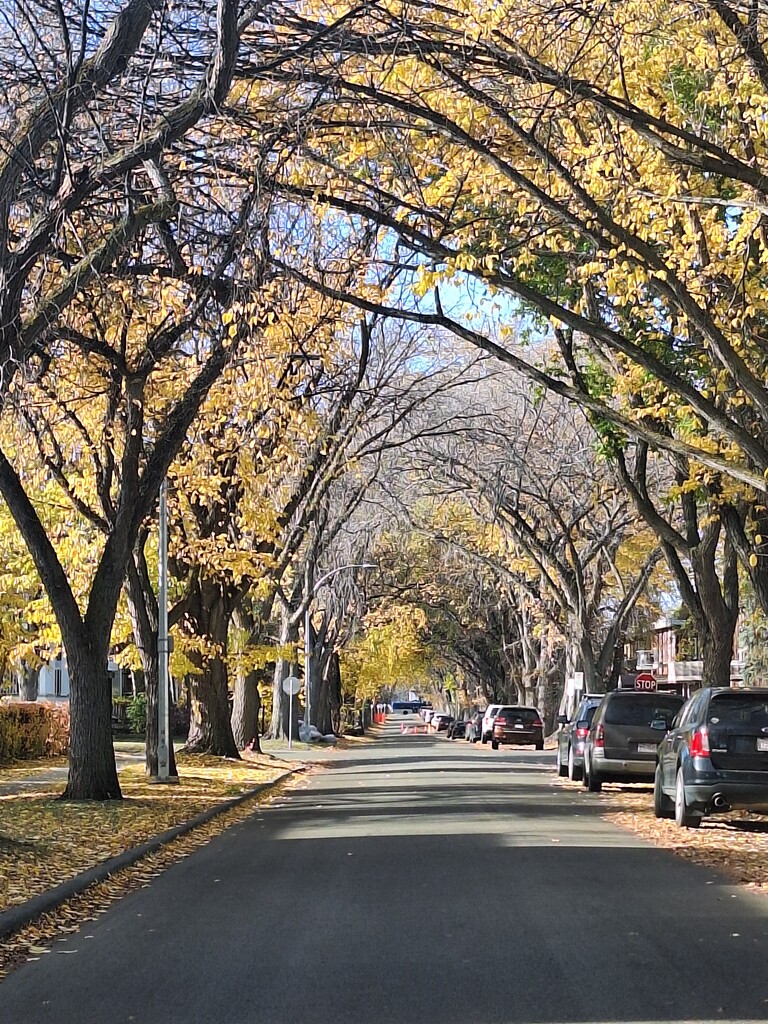 Autumn Colours  by bkbinthecity