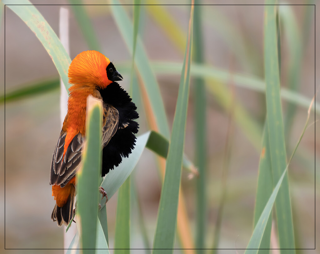 Not a happy bird and all puffed up by ludwigsdiana