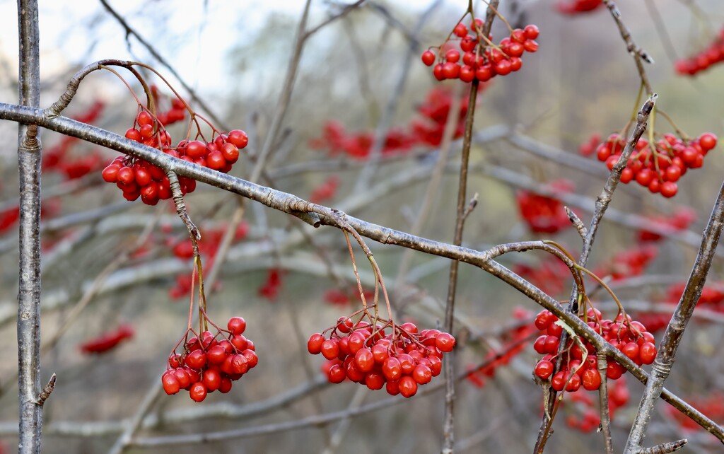 The Rowan Tree by jamibann