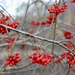 The Rowan Tree