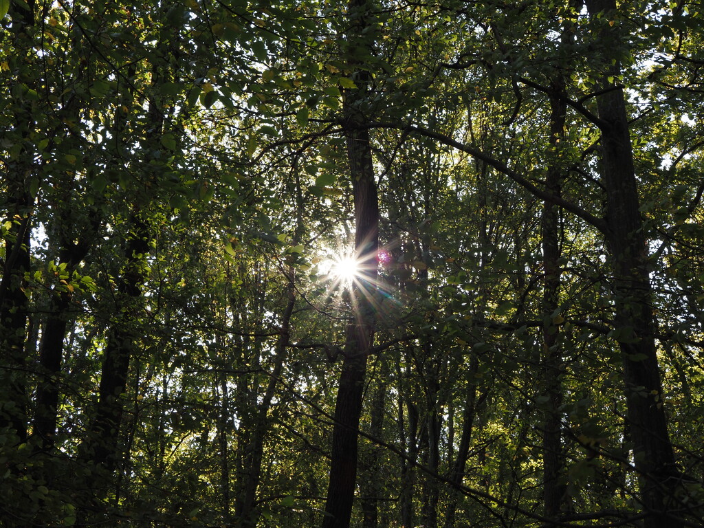 Sooc flare by monikozi