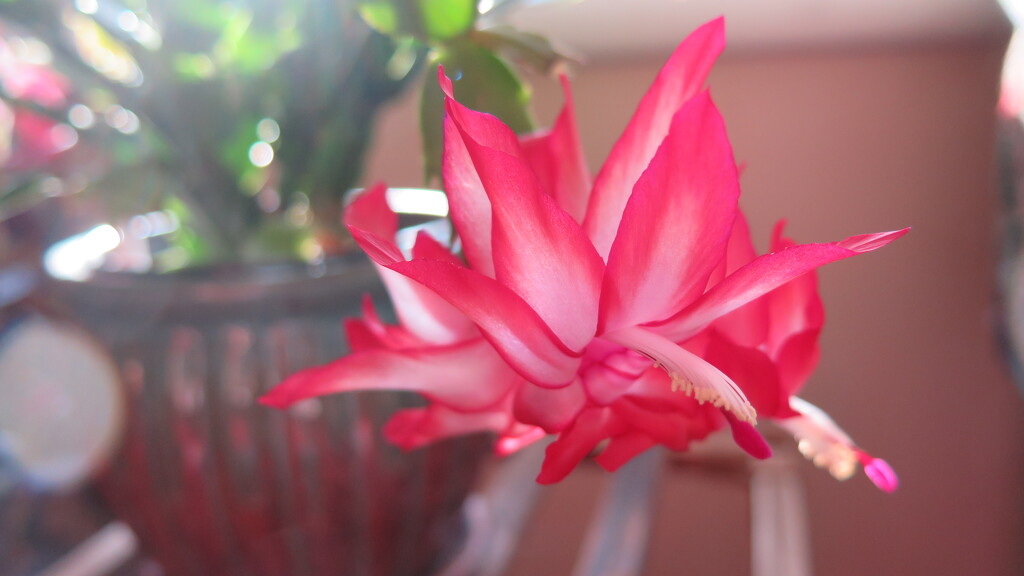 Red Christmas Cactus by pej76