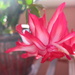 Red Christmas Cactus