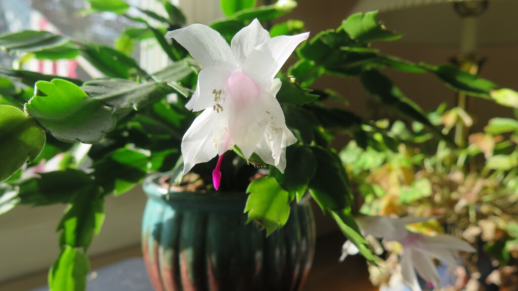 White Christmas Cactus by pej76