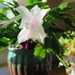 White Christmas Cactus