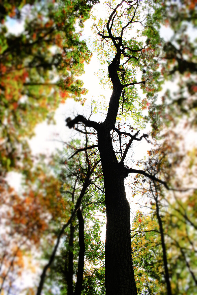 Autumn Hike 26 - Contrasts by juliedduncan