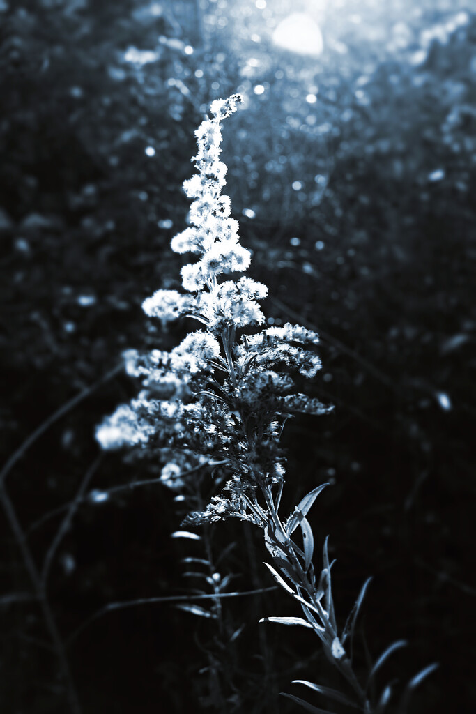 Autumn Hike 27 - Moonlight Meander by juliedduncan