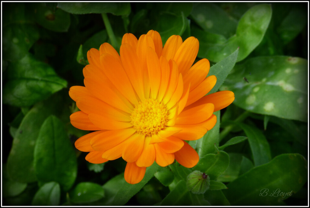 Marigold  by beryl