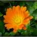 Marigold 