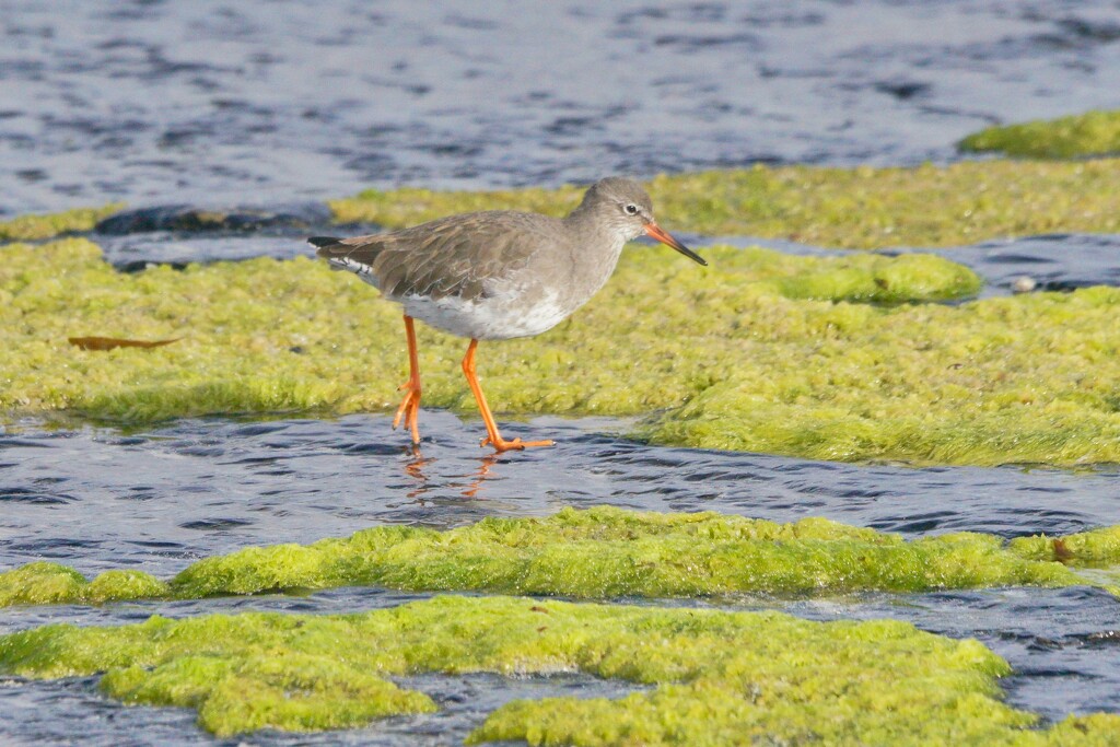 ANOTHER REDSHANK by markp