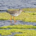 ANOTHER REDSHANK