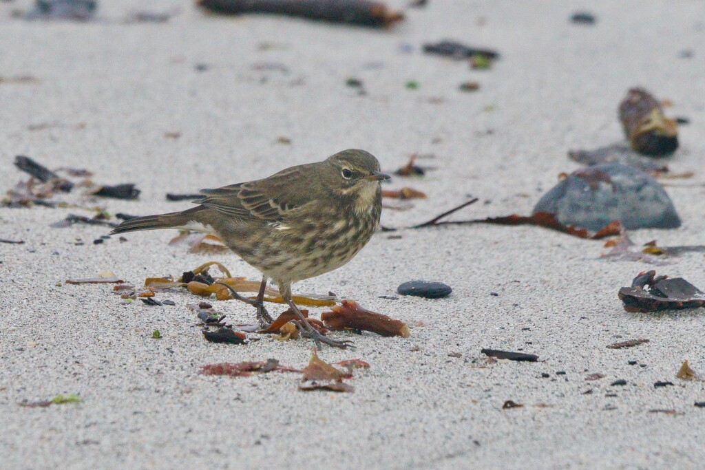 ROCK PIPIT by markp