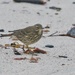 ROCK PIPIT