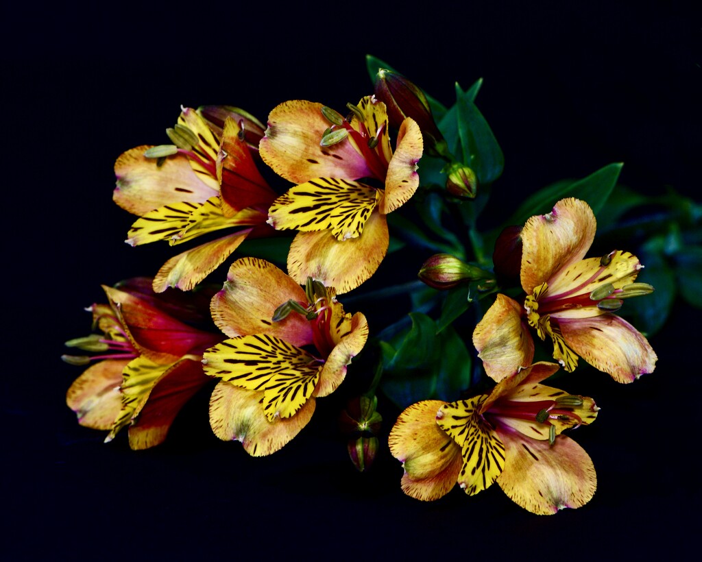 My alstroemeria has taken over. DSC_4724 by merrelyn