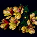 My alstroemeria has taken over. DSC_4724