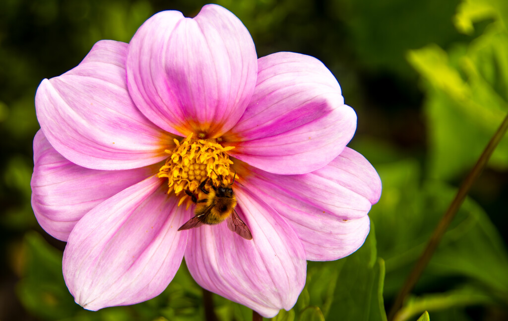 A flower with a small buzzy friend by swillinbillyflynn