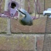 Nuthatch