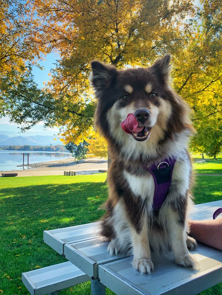 Maisy at the Park by kaldara