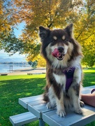 14th Oct 2024 - Maisy at the Park