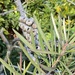 Bottlebrush grown from seed.