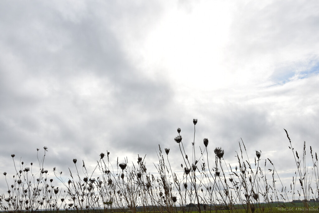 weeds by parisouailleurs