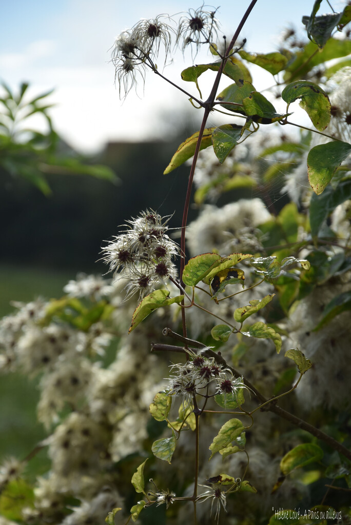 Clematis vitalba by parisouailleurs